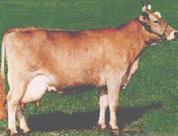 Swiss Ideal Cow with excellent distinction